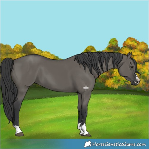 Horse Color:Grullo 