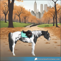 Horse Color:Black Tobiano Appaloosa