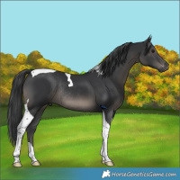 Horse Color:Black Tobiano Rabicano 