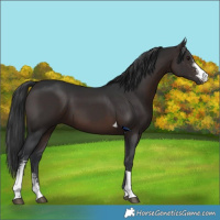 Horse Color:Brown Sabino Tobiano