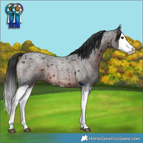 Horse Color:Brown Roan Splash 