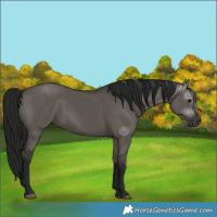 Horse Color:Gray Grullo Rabicano 