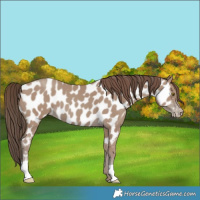 Horse Color:Classic Champagne Near Leopard 