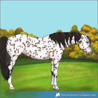 Horse Color:Gray Bay Appaloosa 