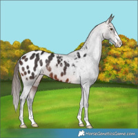 Horse Color:Brown Blanket