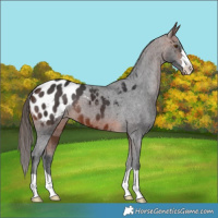 Horse Color:Brown Appaloosa 
