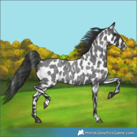 Horse Color:Blue Roan Leopard