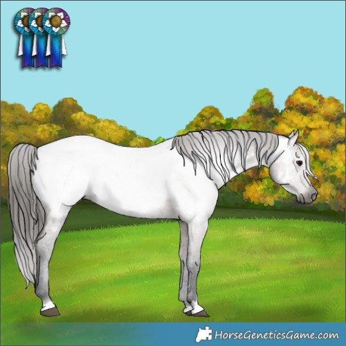 Horse Color:Gray Brown Dun Appaloosa 