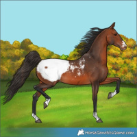 Horse Color:Bay Snowcap 