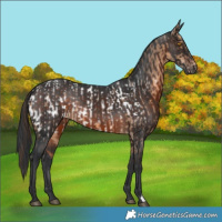 Horse Color:Bay Dun Appaloosa Rabicano  and Brown Rabicano 
