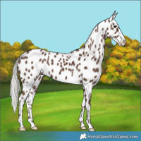 Horse Color:Silver Black Leopard