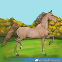 Horse Color:Black Pearl