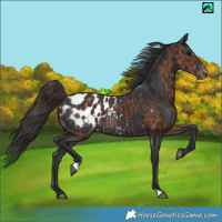 Horse Color:Bay Appaloosa  and Black Appaloosa Rabicano 