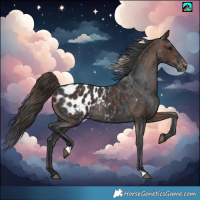 Horse Color:Bay Near Leopard  and Black Blanket Rabicano 