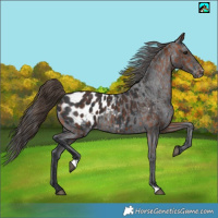 Horse Color:Bay Appaloosa  and Black Appaloosa Rabicano 