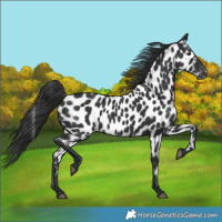 Horse Color:Black Near Leopard