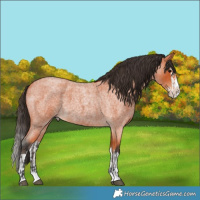 Horse Color:Bay Roan Splash  and Bay Roan Splash 