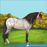 Horse Color:Bay Roan Appaloosa 