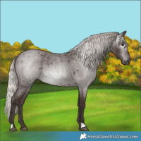 Horse Color:Gray Silver Blue Roan Varnish 