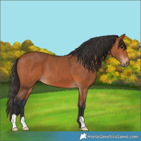 Horse Color:Bay 