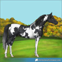 Horse Color:White Spotted Black Tobiano