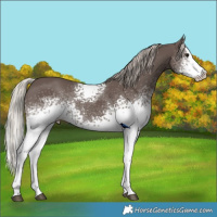 Horse Color:White Spotted Silver Black Splash Rabicano 