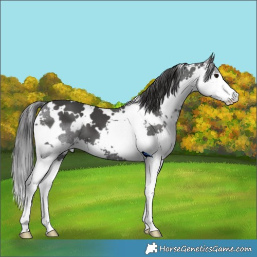 Horse Color:White Spotted Black Splash 
