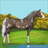 Horse Color:White Spotted Silver Brown Dun Splash 