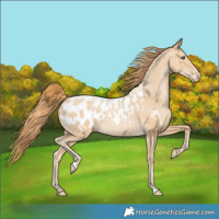 Horse Color:Smoky Black Pearl Blanket Rabicano 