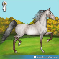 Horse Color:Gray Classic Champagne Roan
