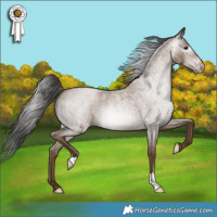 Horse Color:Gray Classic Champagne Roan 