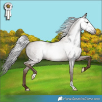 Horse Color:Gray Classic Champagne Roan 