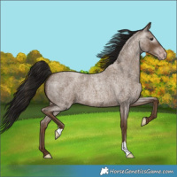 Horse Color:Gray Classic Champagne Roan 