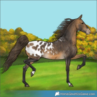 Horse Color:Buckskin Appaloosa Rabicano 