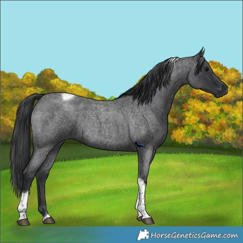 Horse Color:Blue Roan Tobiano Rabicano 