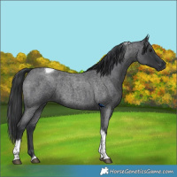Horse Color:Blue Roan Tobiano Rabicano
