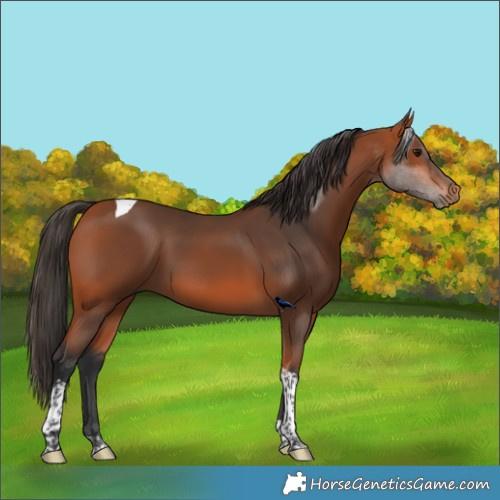 Horse Color:Bay Tobiano Rabicano 