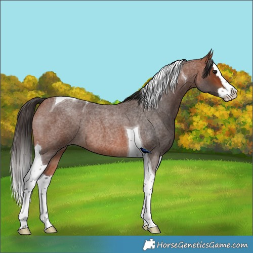 Horse Color:Bay Roan Splash Tobiano Rabicano 