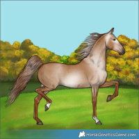 Horse Color:Gray Red Dun