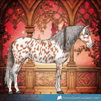 Horse Color:Bay Splash Near Leopard 