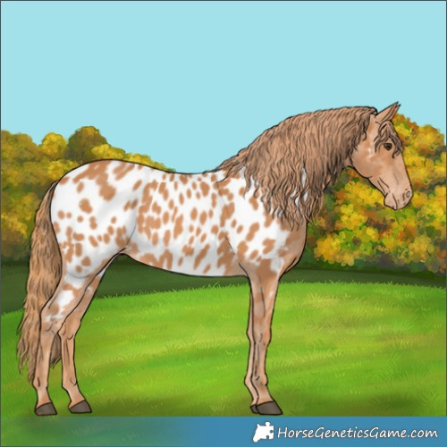 Horse Color:Chestnut Near Leopard 