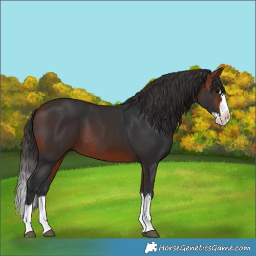 Horse Color:Bay Splash 