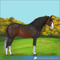 Horse Color:Bay Splash