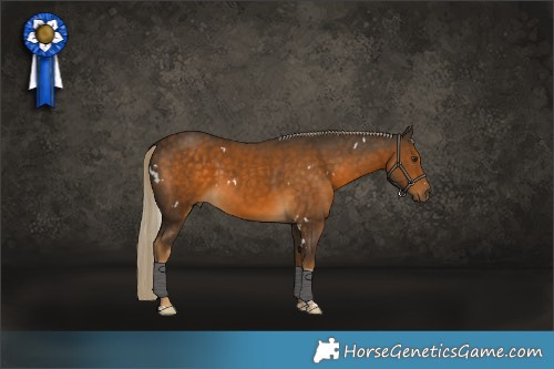 Horse Color:White Spotted Chocolate Palomino Tobiano Rabicano 