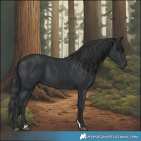 Horse Color:Black 