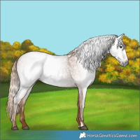 Horse Color:Gray Red Roan
