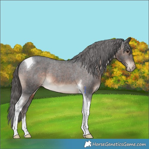Horse Color:Brown Tobiano Appaloosa 