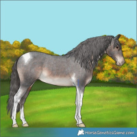 Horse Color:Brown Tobiano Appaloosa 