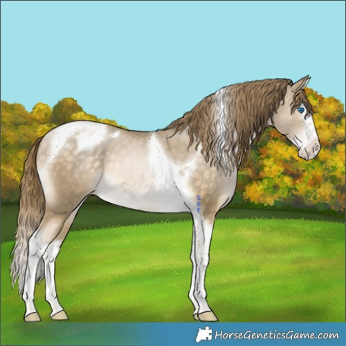 Horse Color:Buckskin Snowdrop Splash Tobiano Appaloosa 