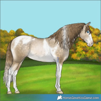 Horse Color:Buckskin Snowdrop Splash Tobiano Appaloosa 